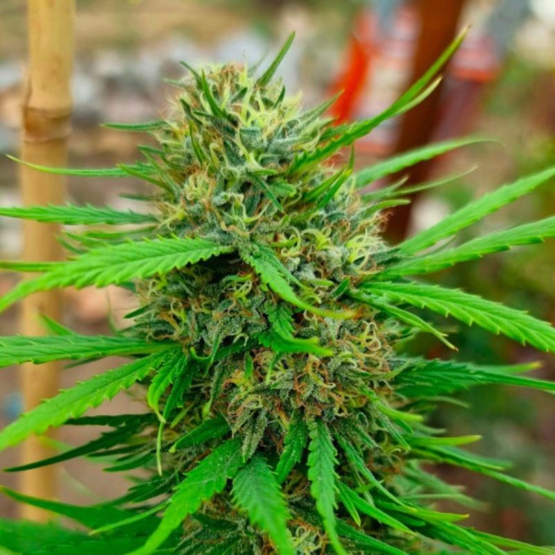 nasiona marihuany sweet cheese F1 fast version