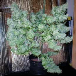 Nasiona marihuany Pineapple Express - opis odmiany konopi