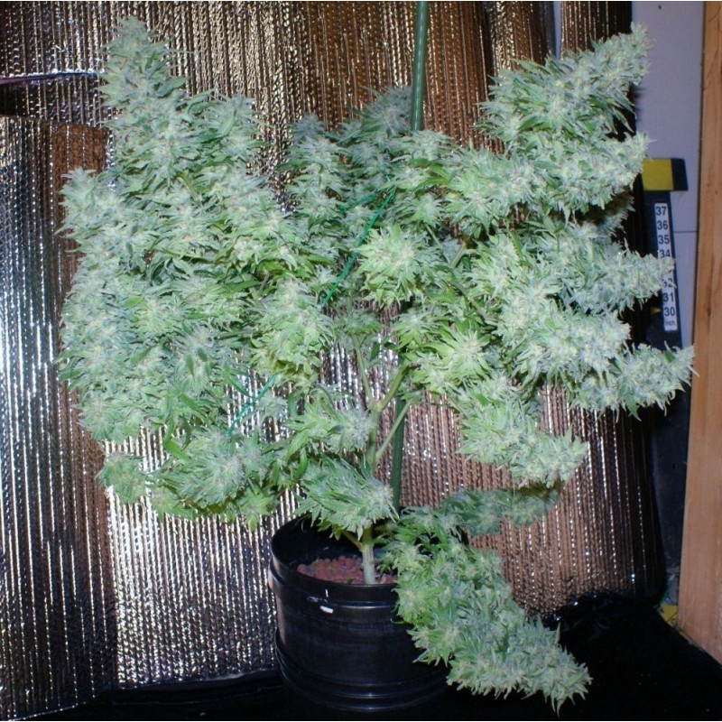 Nasiona marihuany Pineapple Express - opis odmiany konopi