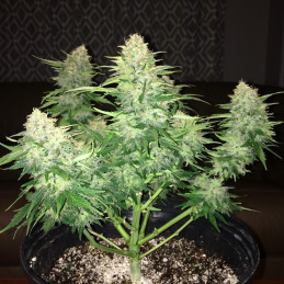 Nasiona marihuany automatyczne Lowryder Extra Speed Auto - opis odmiany konopi