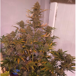 Nasiona marihuany Coffe Ryder - odmiana konopi