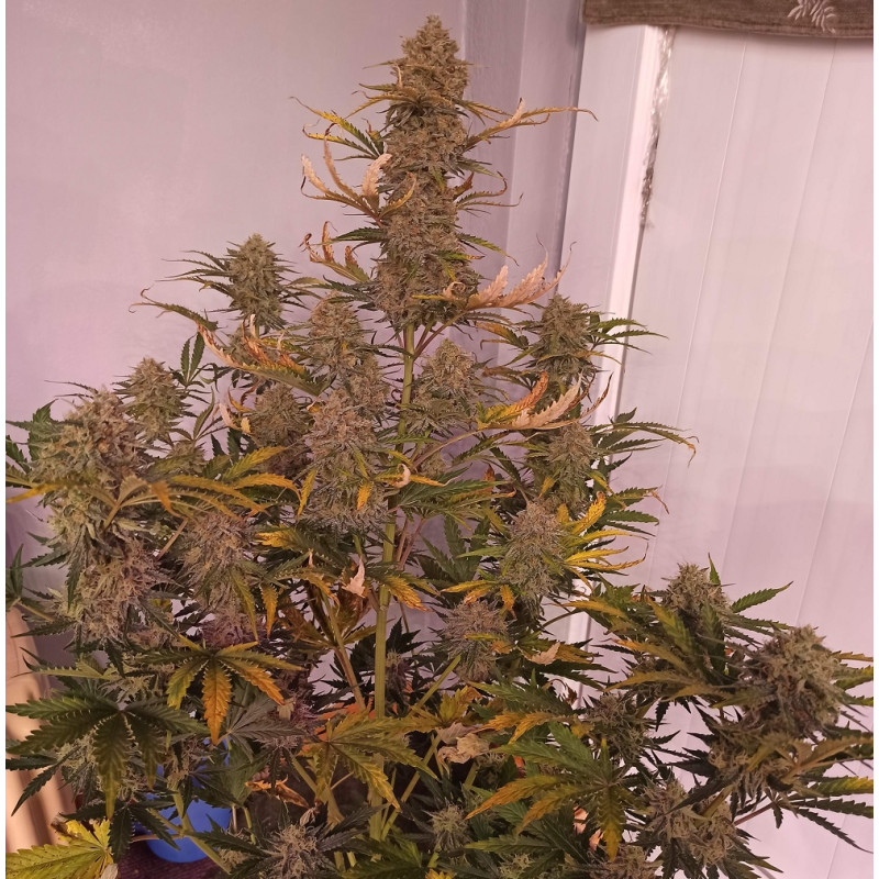 Nasiona marihuany Coffe Ryder - odmiana konopi