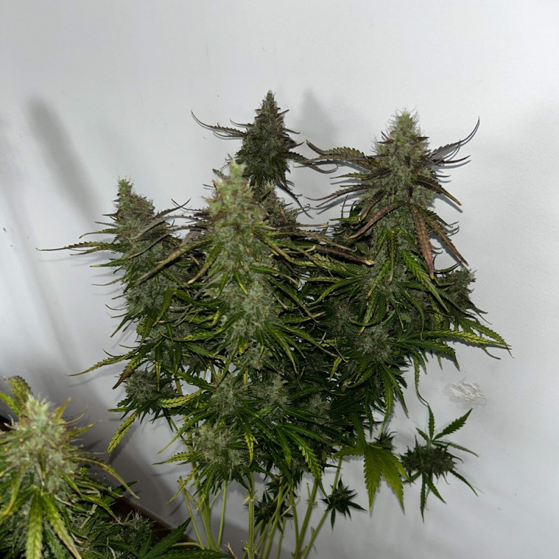 Nasiona marihuany Skunk - opis odmiany konopi