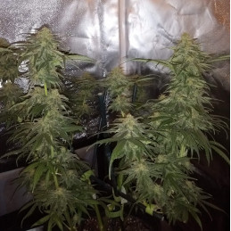 Nasiona marihuany Special Mintz - opis odmiany konopi