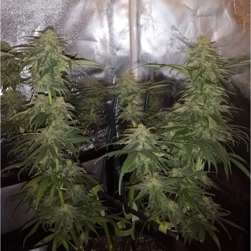 Nasiona marihuany Special Mintz - opis odmiany konopi