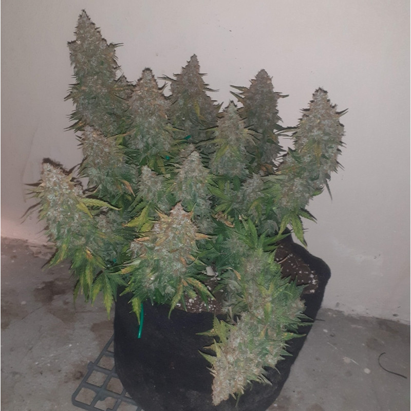 Nasiona marihuany Somango - opis odmiany konopi