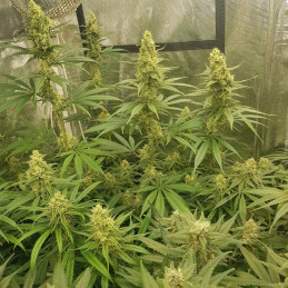 Nasiona marihuany Sherbet - opis odmiany konopi