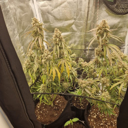 Nasiona marihuany NYC Diesel - opis odmiany konopi