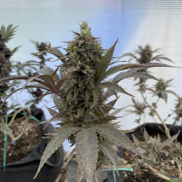 Nasiona marihuany AK Auto - odmiana konopi