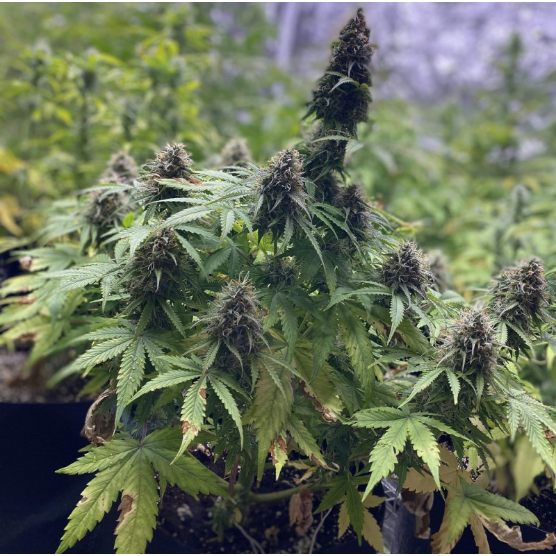 Nasiona marihuany Hawaii Maui Waui - odmiana konopi