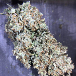 Nasiona marihuany Wappa - opis odmiany konopi