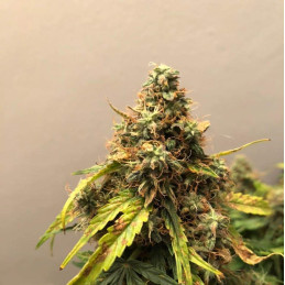 Nasiona marihuany Grapefruit Power Bud - odmiana konopi