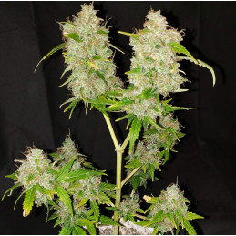 Nasiona marihuany Tutankhamon - opis odmiany konopi