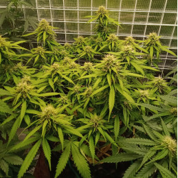 Nasiona marihuany automatyczne Super Skunk Auto - opis odmiany konopi