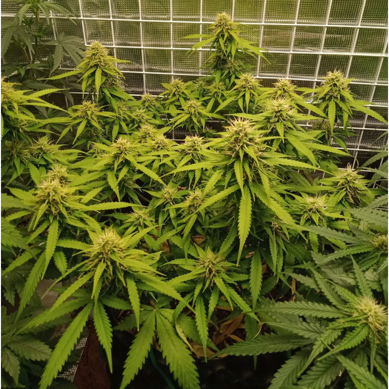 Nasiona marihuany automatyczne Super Skunk Auto - opis odmiany konopi