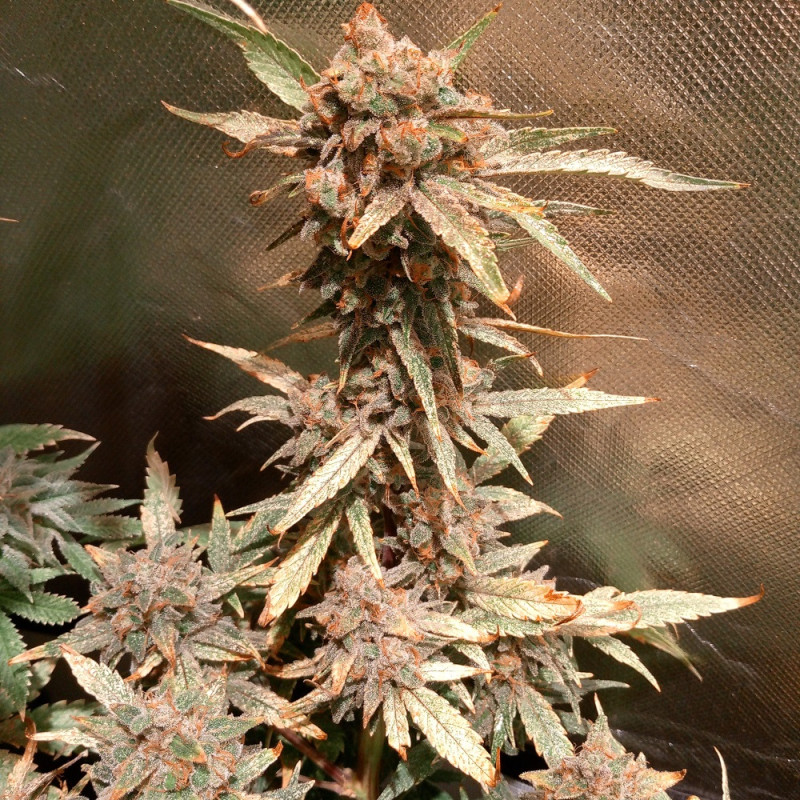 Nasiona marihuany Caramel Kush - odmiana konopi