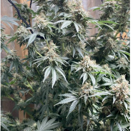 Nasiona marihuany automatyczne Auto Bubble Gum - odmiana konopi