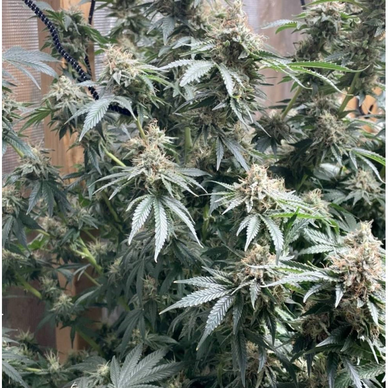 Nasiona marihuany automatyczne Auto Bubble Gum - odmiana konopi