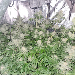 Nasiona marihuany automatyczne Blue Cheese Autoflowering - odmiana konopi