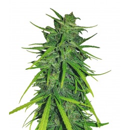 Nasiona marihuany Thai x Panama - opis odmiany konopi