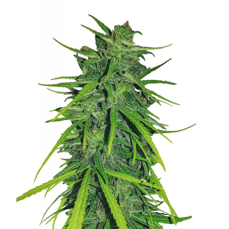 Nasiona marihuany Thai x Panama - opis odmiany konopi