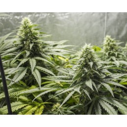 Nasiona marihuany The Doctor - opis odmiany konopi