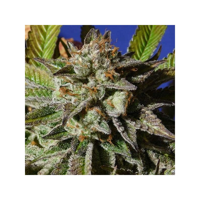 Nasiona marihuany automatyczne Auto CBG Nectar - odmiana konopi