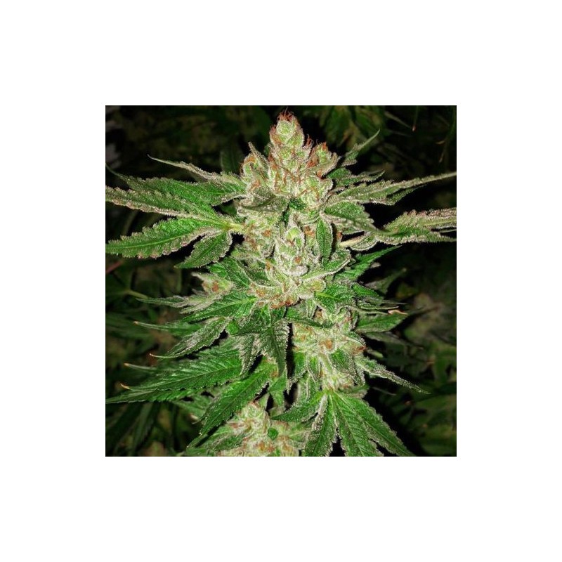 Nasiona marihuany Chronic Lights - odmiana konopi