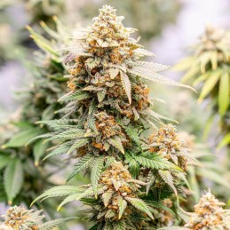 Nasiona marihuany Original Skunk 1 - opis odmiany konopi