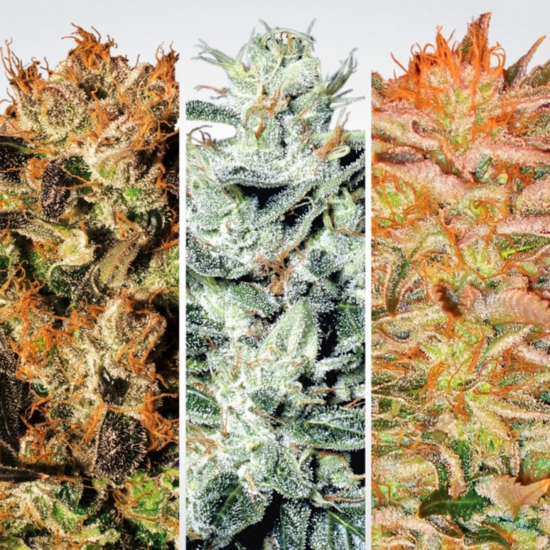 Nasiona marihuany Indica Champions - opis odmiany konopi