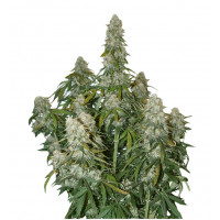 Nasiona marihuany automatyczne (autoflowering)