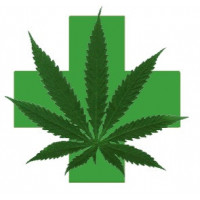 Nasiona medycznej marihuany