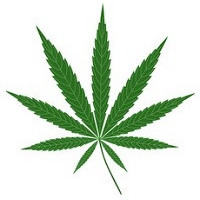 Nasiona marihuany z przewagą Sativa