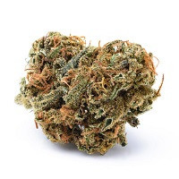 Nasiona marihuany z dużym plonem XXL | Odmiany