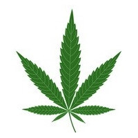 Nasiona marihuany hybrydy