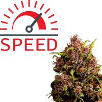 Szybkie automatyczne odmiany marihuany | NasionaMari.pl