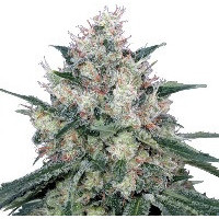 Nasiona marihuany półautomatyczne Fast Version