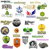 Producenci nasion marihuany