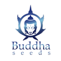 Buddha Seeds
