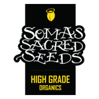 Soma Seeds