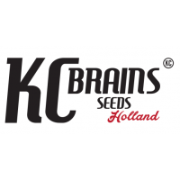 KC Brains