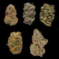 Odmiany marihuany - różne rodzaje nasion konopi