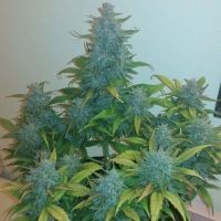 Automatyczne nasiona Sativa