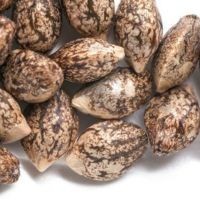 Najlepsze automatyczne nasiona marihuany