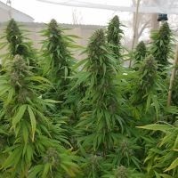 Automatyczne nasiona marihuany z największym plonem