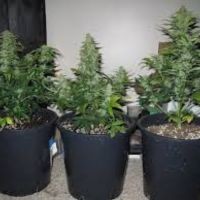 Małe automatyczne odmiany marihuany - NasionaMari.pl