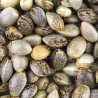 Automatyczne nasiona konopi dla początkujących