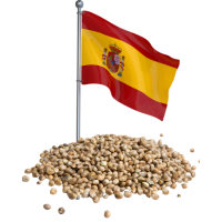 Hiszpańskie nasiona marihuany