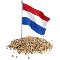 Holenderskie nasiona marihuany