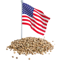 Amerykańskie nasiona marihuany